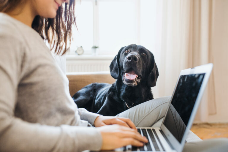 Trabajar desde casa con perros