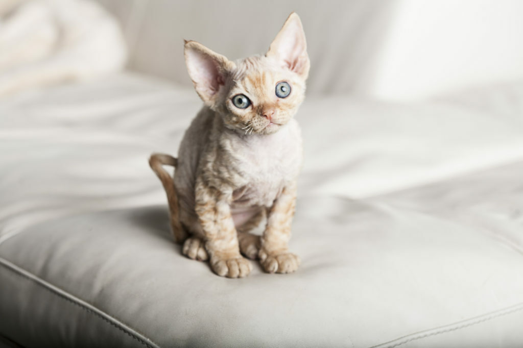 devon rex