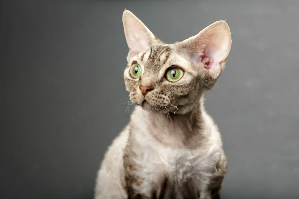 devon rex