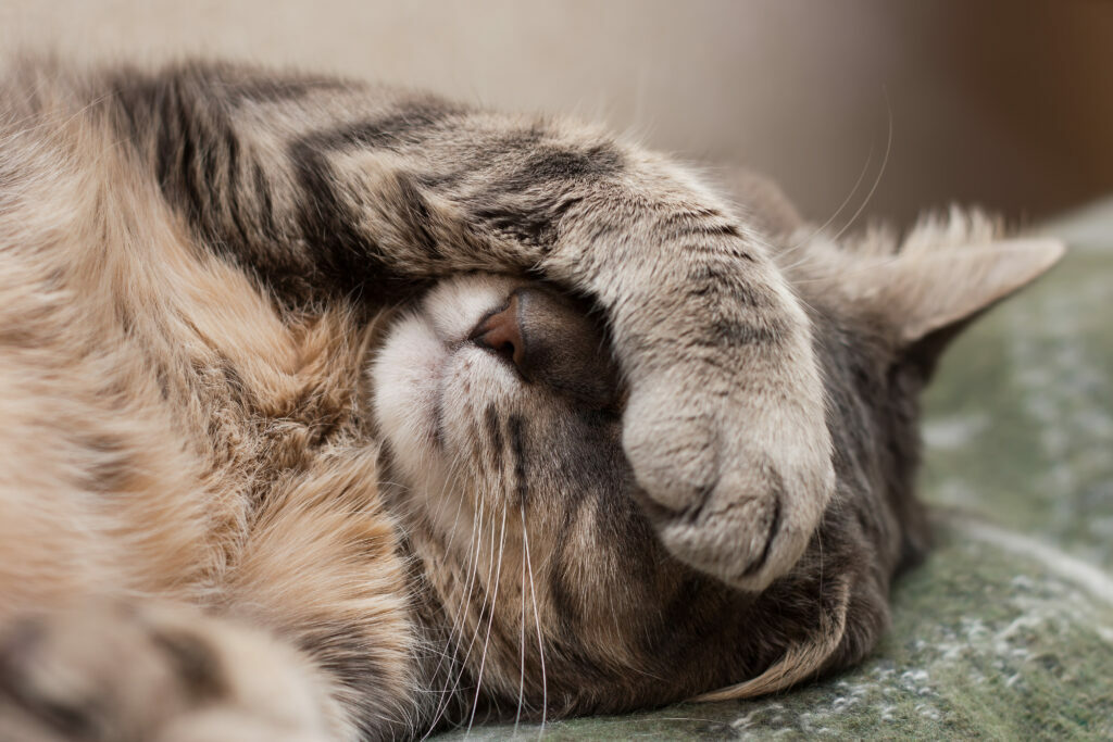 que es la giardiasis en gatos férgek tüneteinek kezelése vélemények