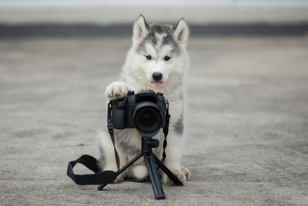 mejores fotos de perros