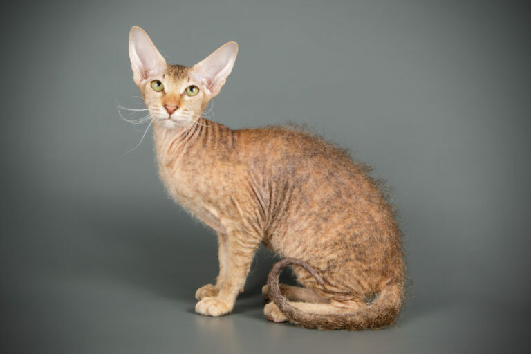 peterbald