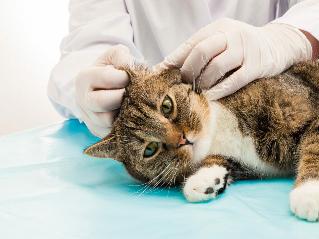 Ácaros del oído en gatos Ácaros del oído en gatos