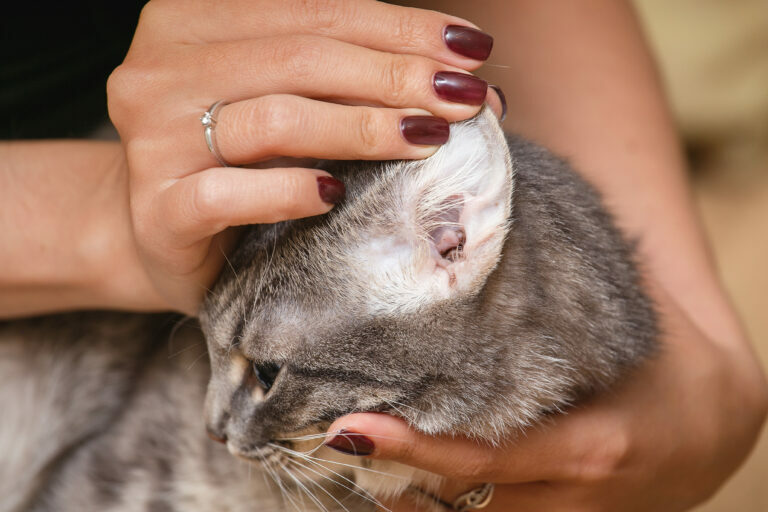 Ácaros del oído en gatos | Salud gato y cuidados | zooplus Magazine