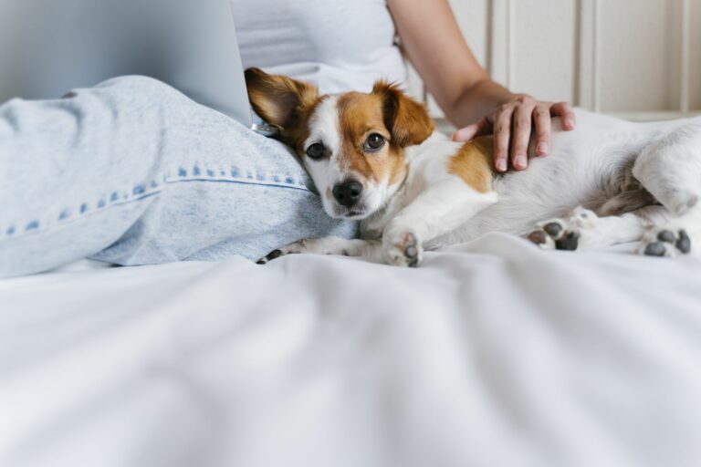 Adoptar un perro durante la cuarentena del coronavirus