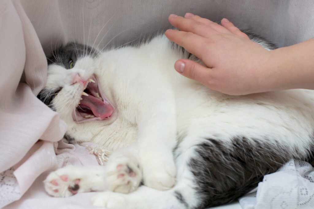 Agresividad en gatos castrados