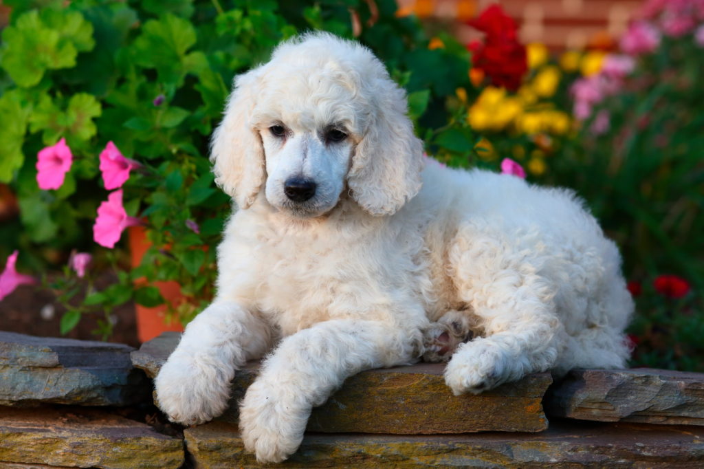 caniche mediano