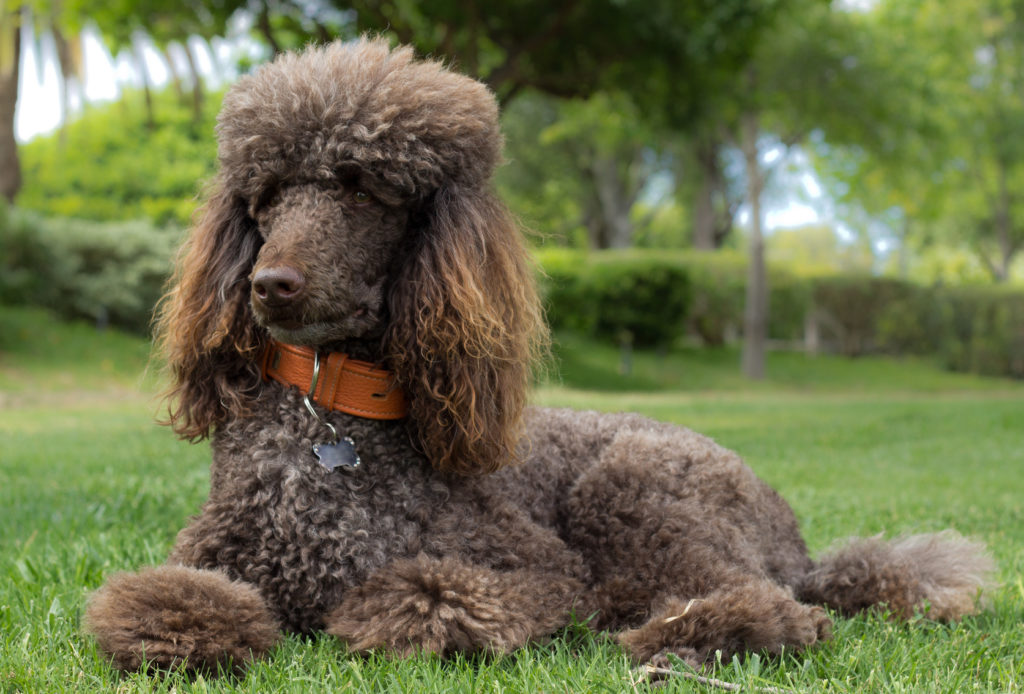 caniche mediano