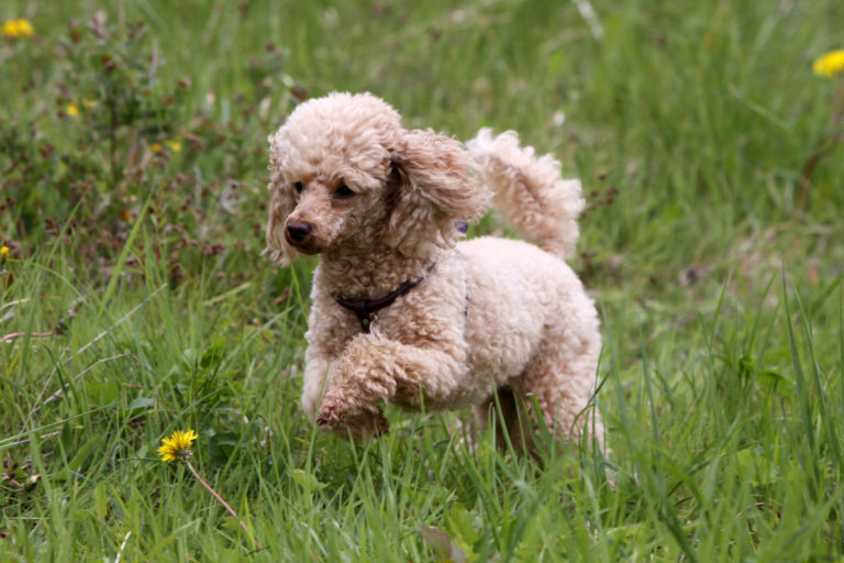 caniche mediano