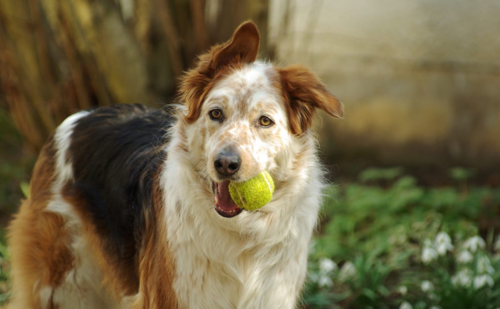 adoptar un perro adulto