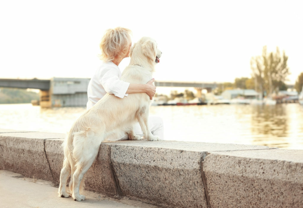 adoptar un perro adulto adoptar un perro adulto