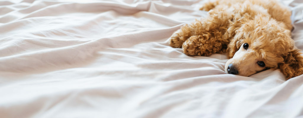 dormir con el perro dormir con el perro