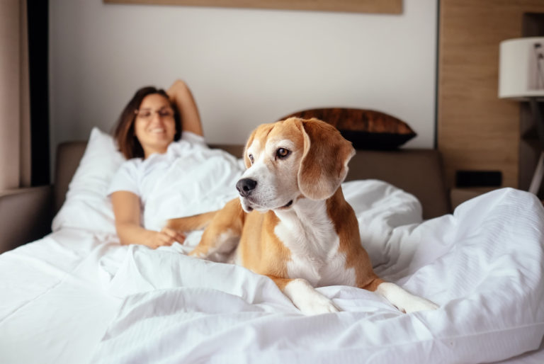Perspectiva detergente humor Dormir con el perro ¿Es una buena idea? | Te lo contamos AQUÍ