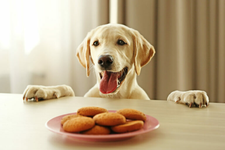 galletas para perros caseras