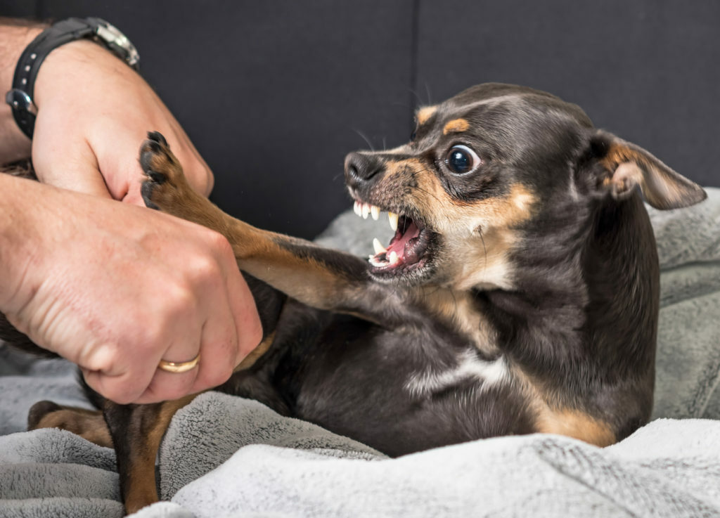 mi perro muerde