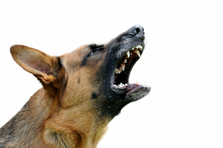 asustado aceleración posibilidad ⚠️ Mi perro me ha mordido ¿Qué hago? | zooplus