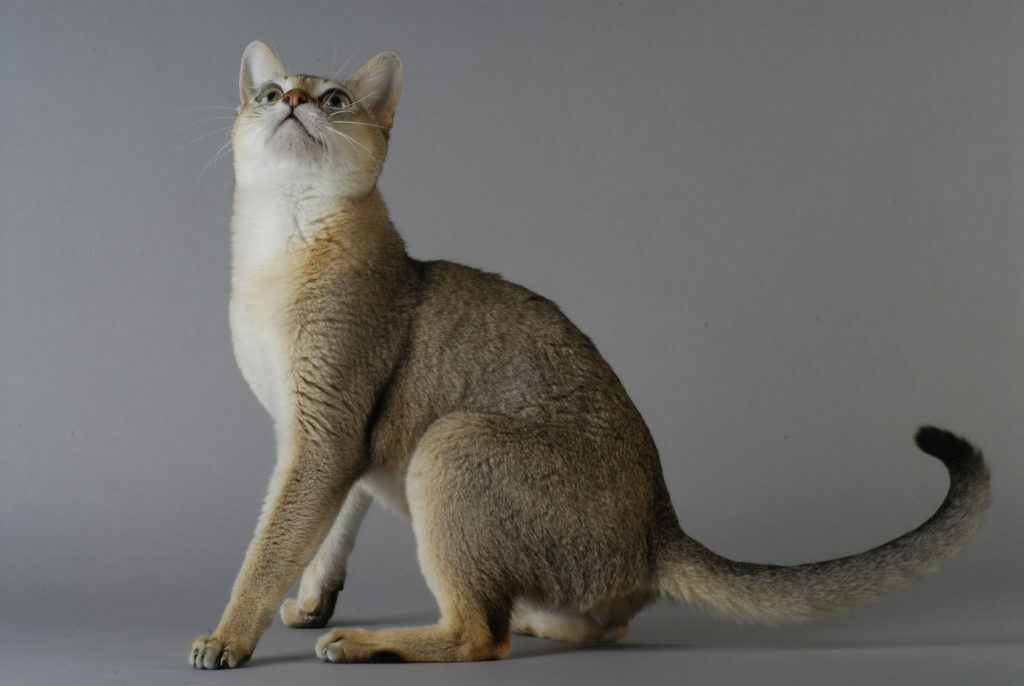 singapura singapura