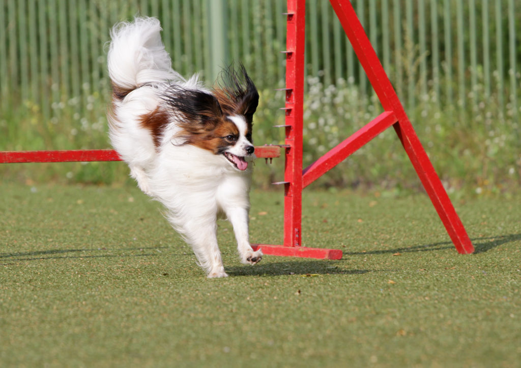 Agility con perros pequeños