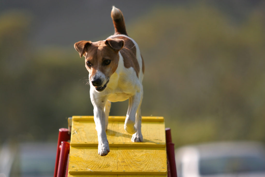 Agility con perros pequeños