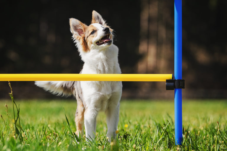 Agility con perros pequeños