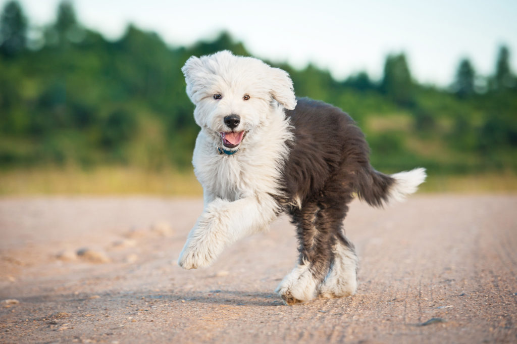 Bobtail o antiguo perro de pastor inglés