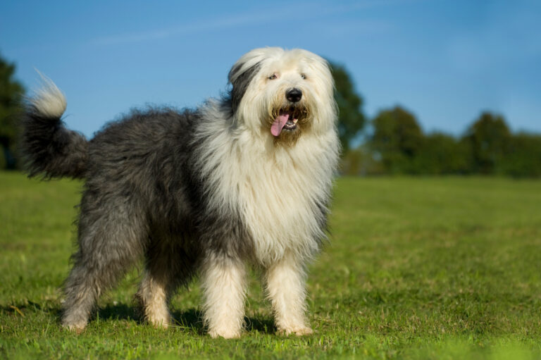 Pastor Ovejero Ingles o Old English Sheepdog. El Viejo Perro