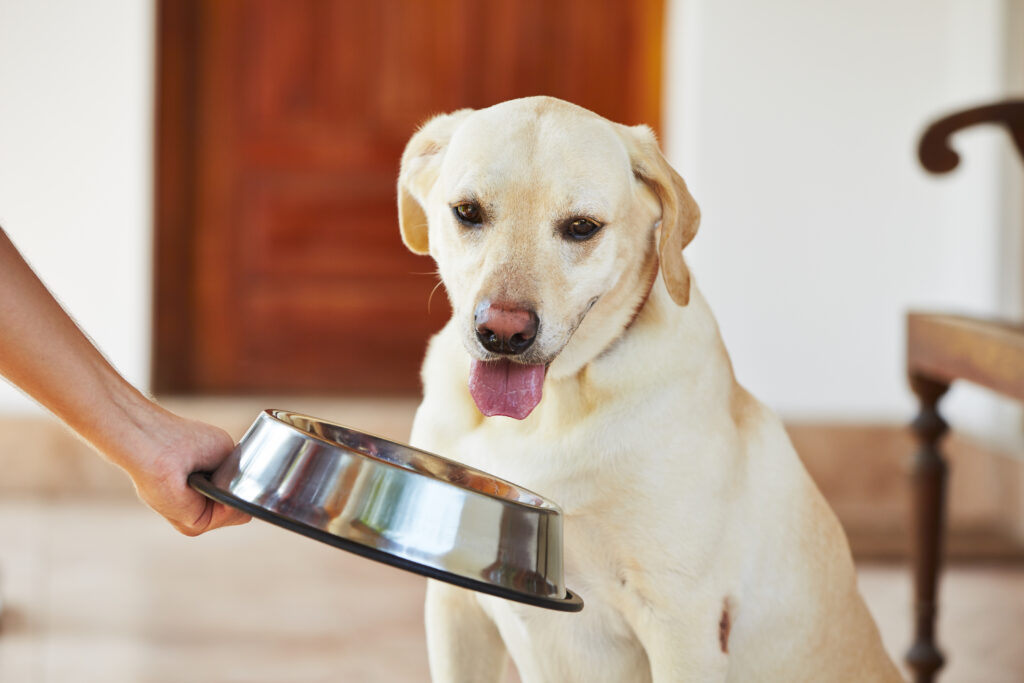 Comida para perros para todas las edades