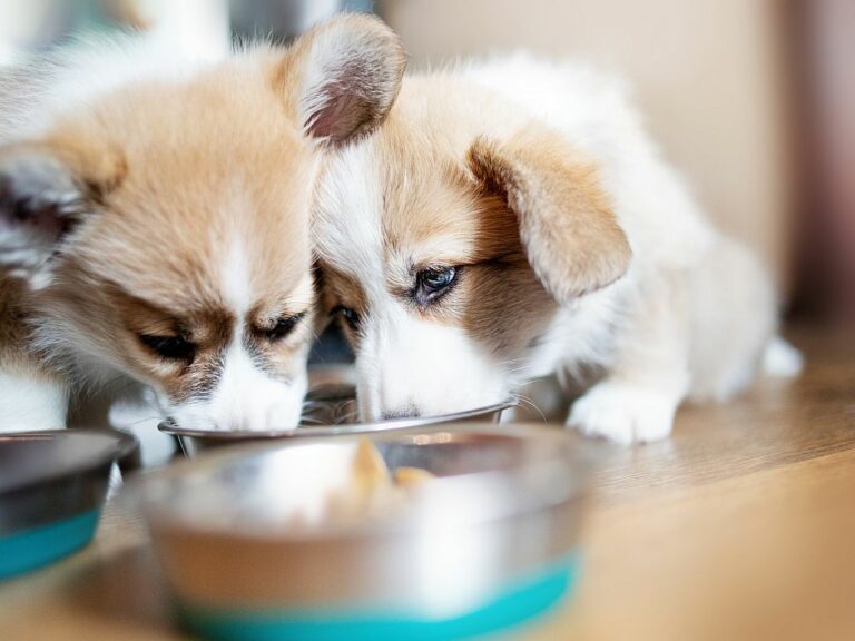 Comida para perros para todas las edades