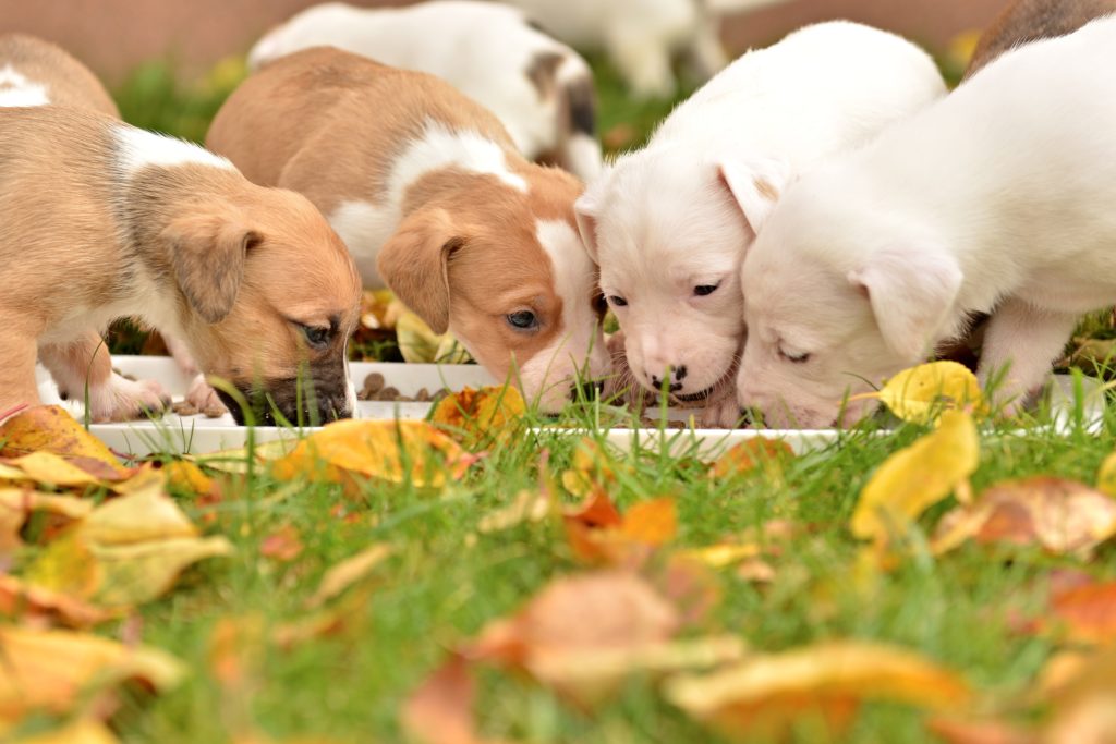 Criadores de perros