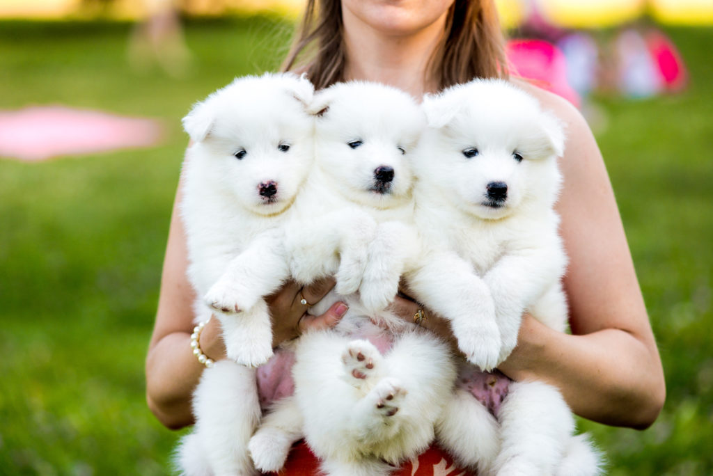 Criadores de perros