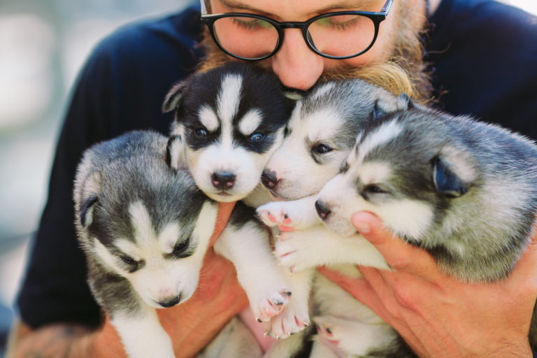 Criadores de perros