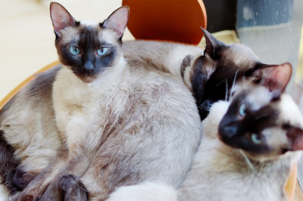 Gato tailandés
