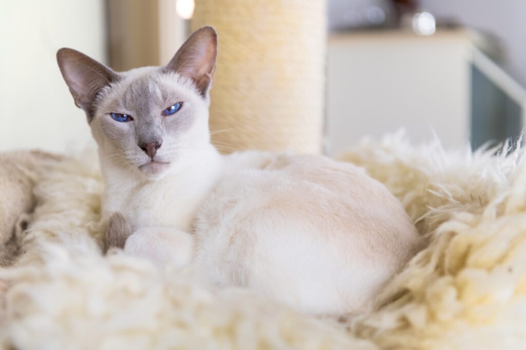 Gato tailandés