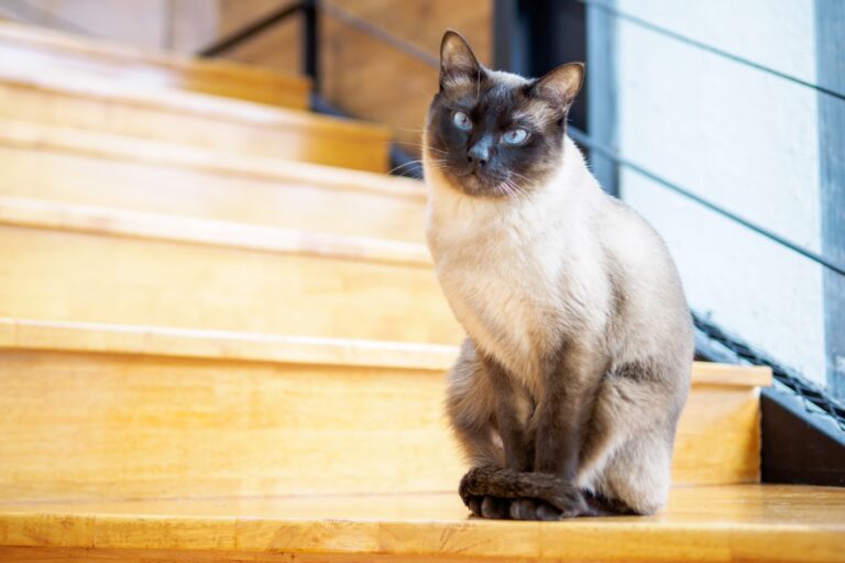 Gato tailandés