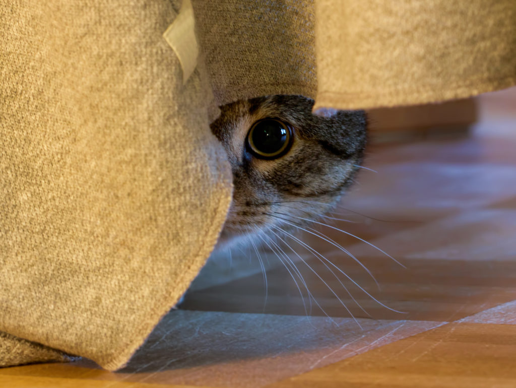 mi gato tiene miedo