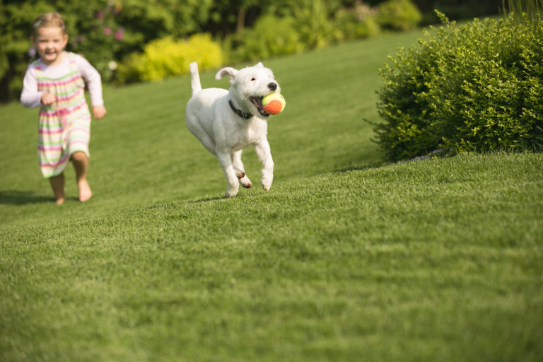 vivir con un perro