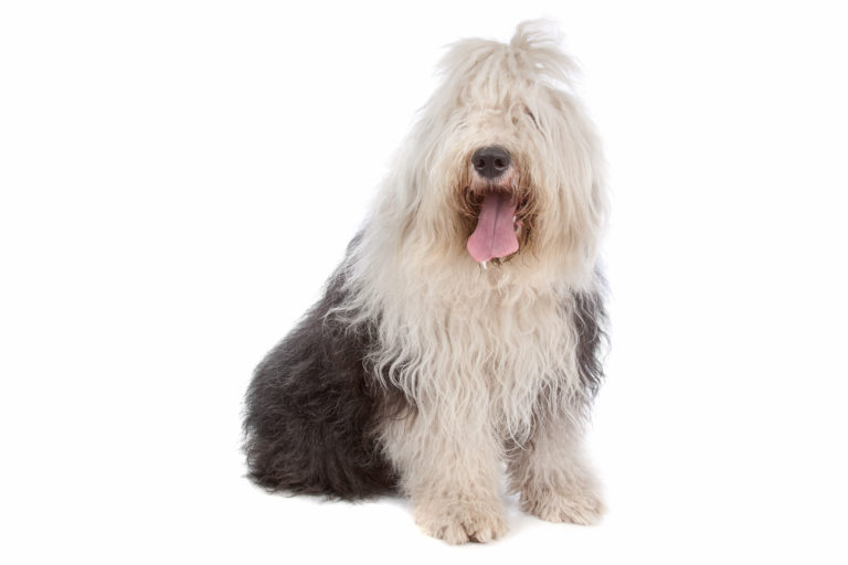 bobtail Bobtail