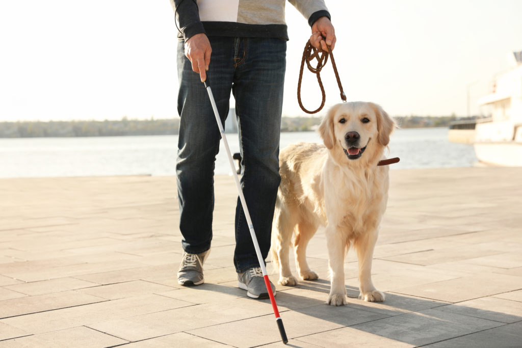 perros guía perros guía