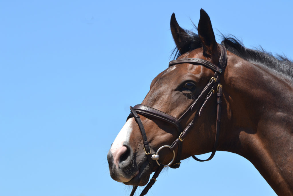 Accesorios para caballos