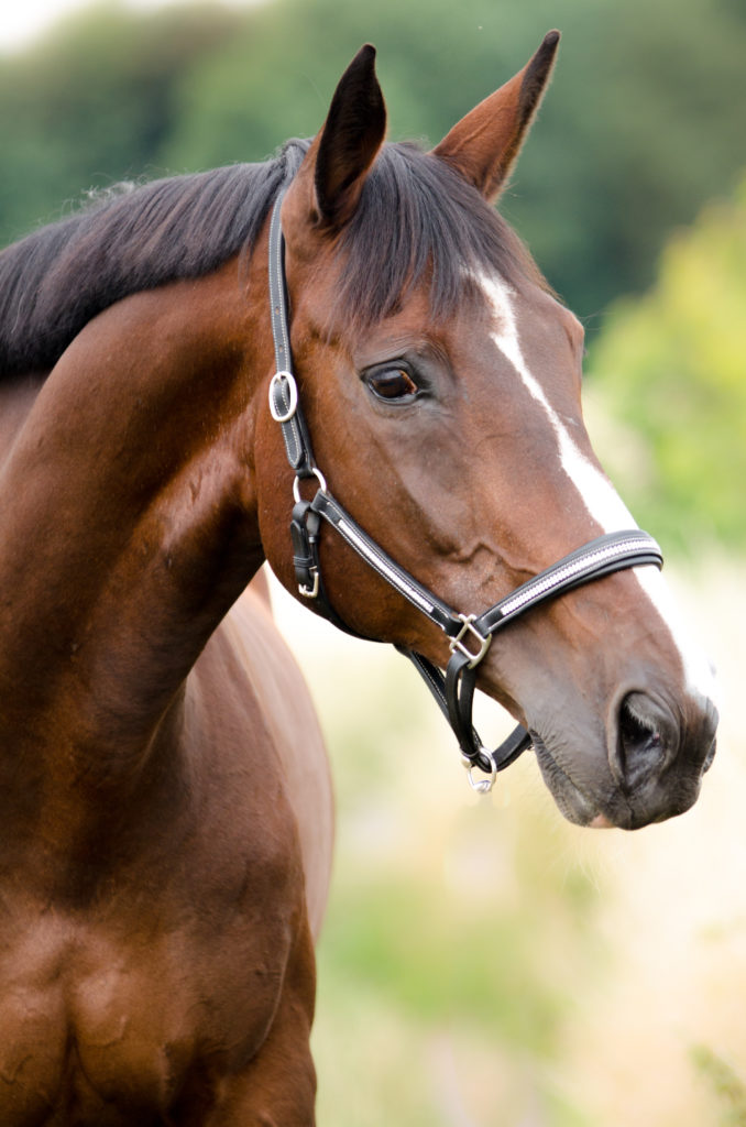 Accesorios para caballos