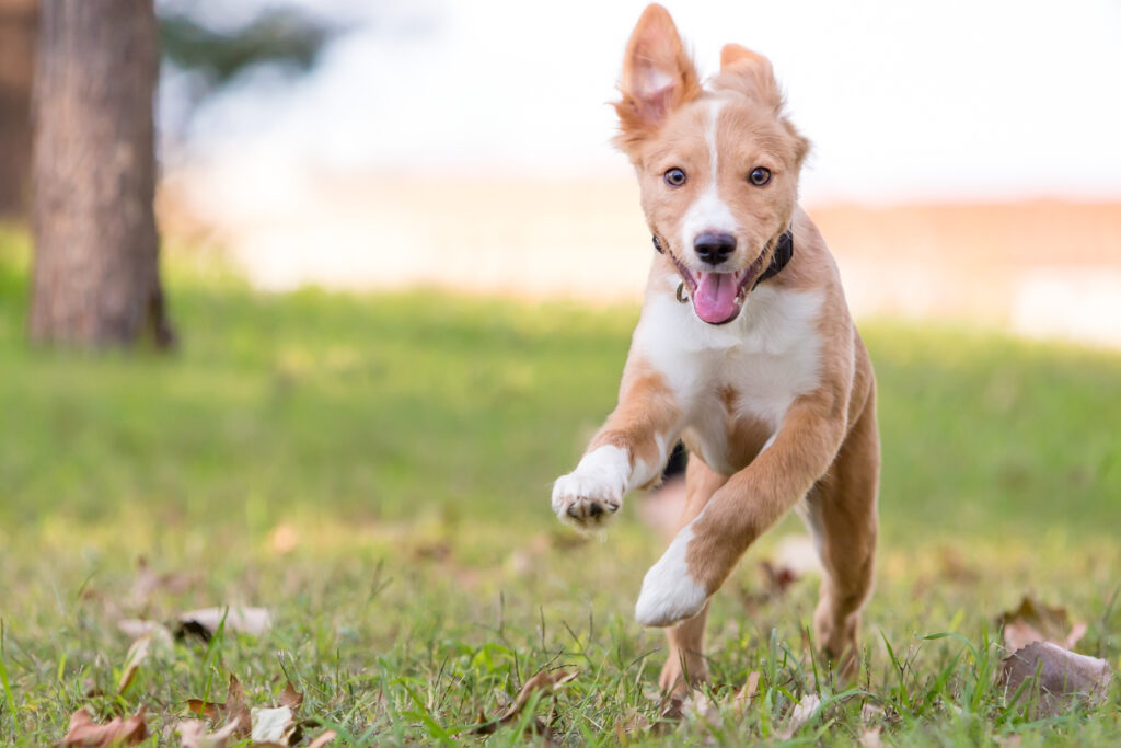 Adoptar un perro macho o hembra