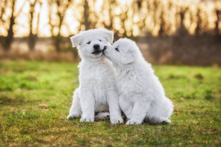 Adoptar un perro macho o hembra