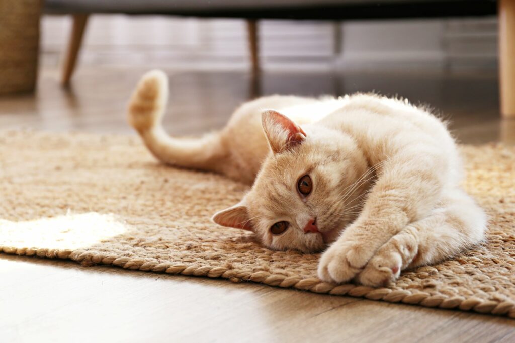 Cómo acostumbrar a tu gato a la rutina después del confinamiento