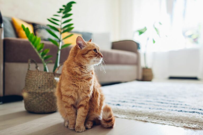 Cómo acostumbrar a tu gato a la rutina después del confinamiento