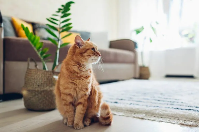 Cómo acostumbrar a tu gato a la rutina después del confinamiento
