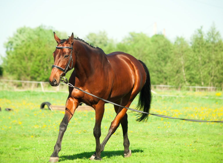 Entrenamiento de caballos