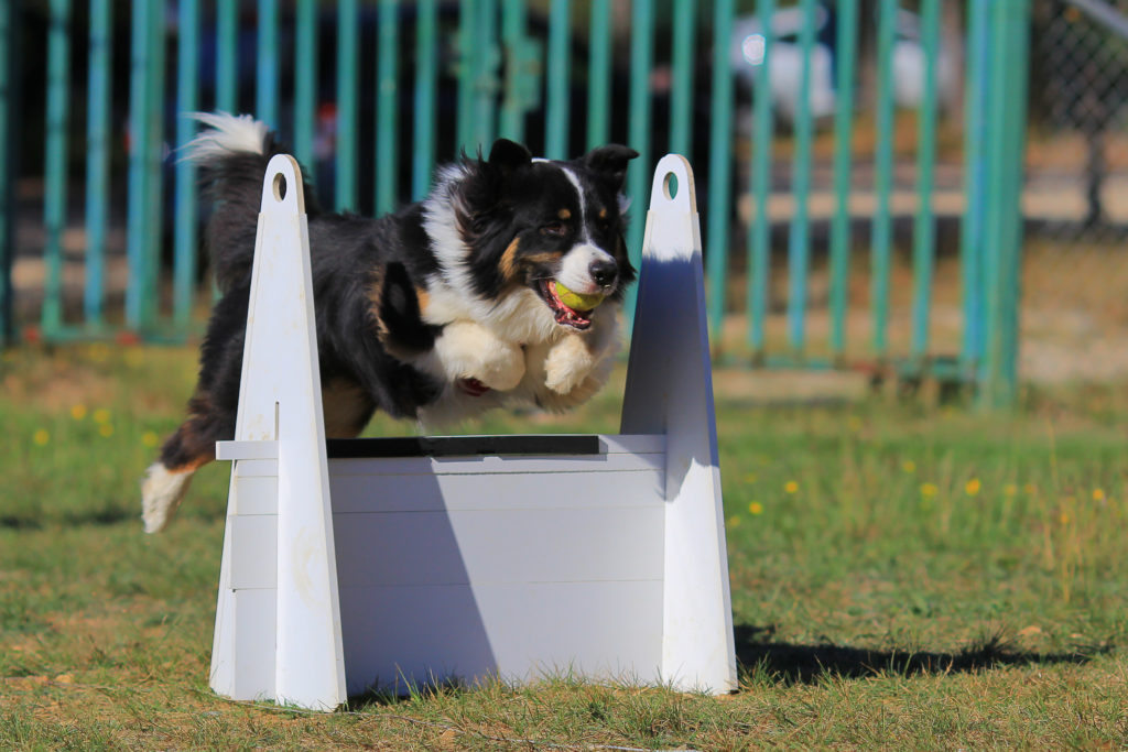 Flyball