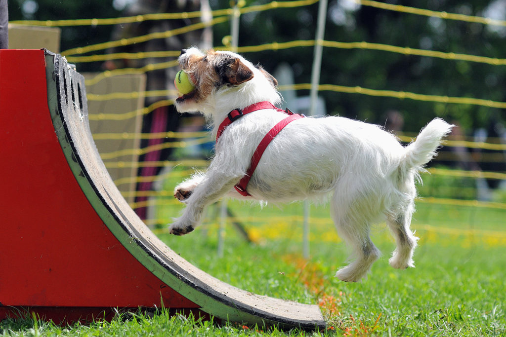 Flyball