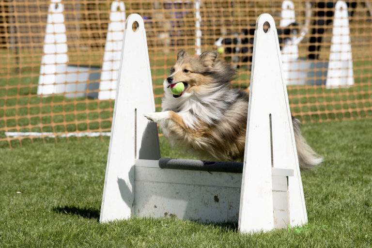 Flyball