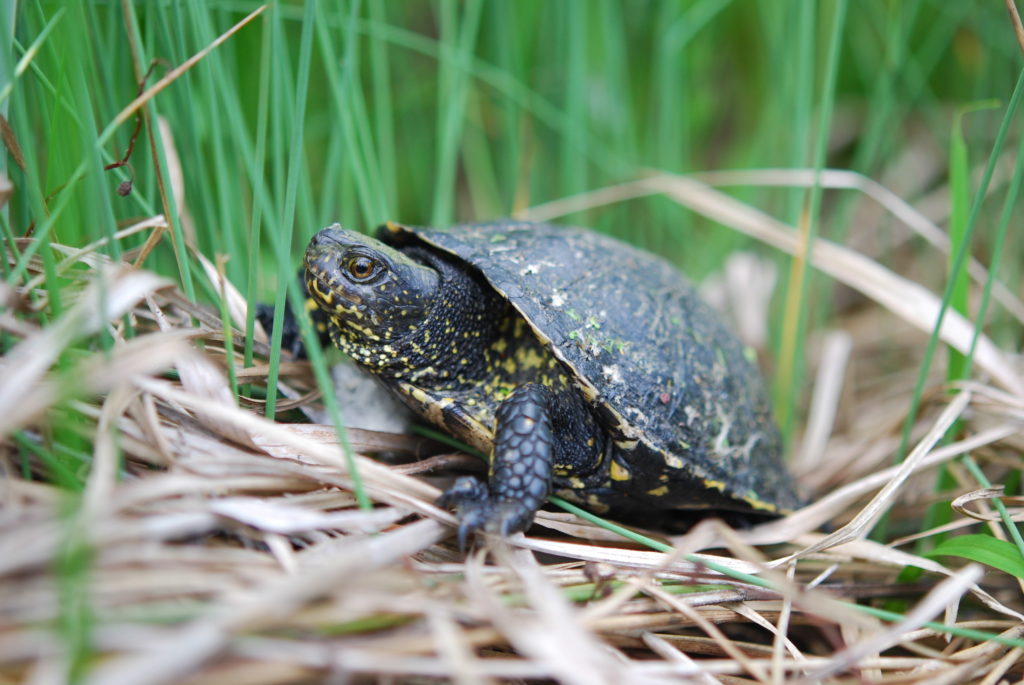 Galápago europeo